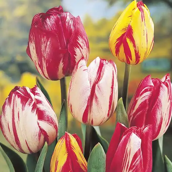 tulipan.webp picture